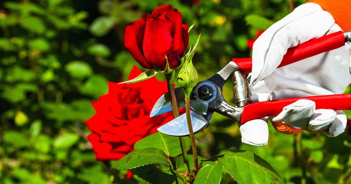 هرس و مراقبت رز گلخانه ای - فوت و فن های باغبانی