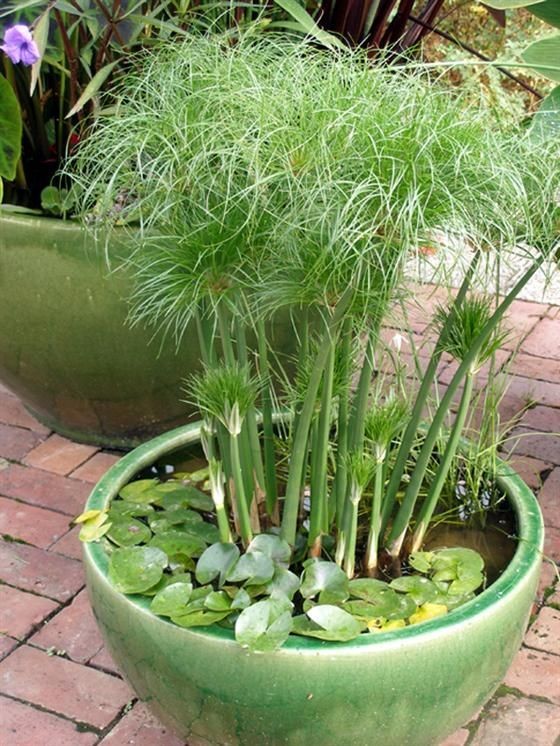 چگونه در منزل یک برکه  با گیاهان طبیعی داشته باشیم؟