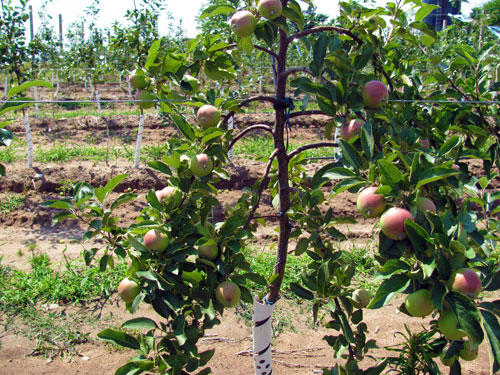 تاثیر خم کردن شاخه بر باردهی درختان - فوت و فن های باغبانی تاثیر خم کردن شاخه بر باردهی درختان - فوت و فن های باغبانی