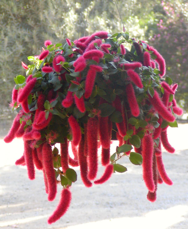 پرورش گل آکالیفا