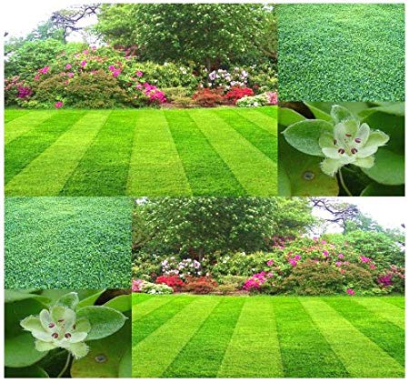 زمان کاشت چمن دایکوندرا در باغچه یا ویلا
