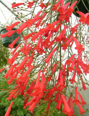 آشنایی با گل مرجانی
