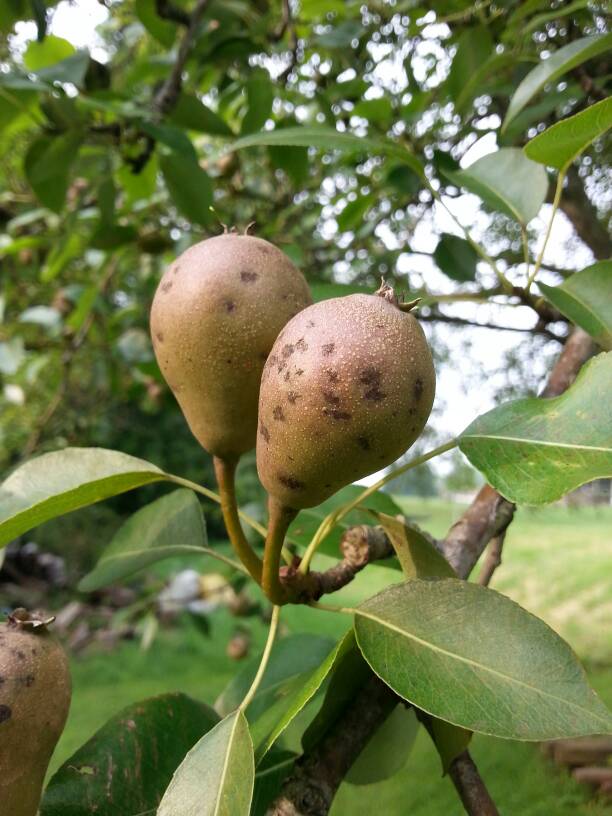 شناخت بیماری لکه سیاه گلابی و نحوه ی درمان