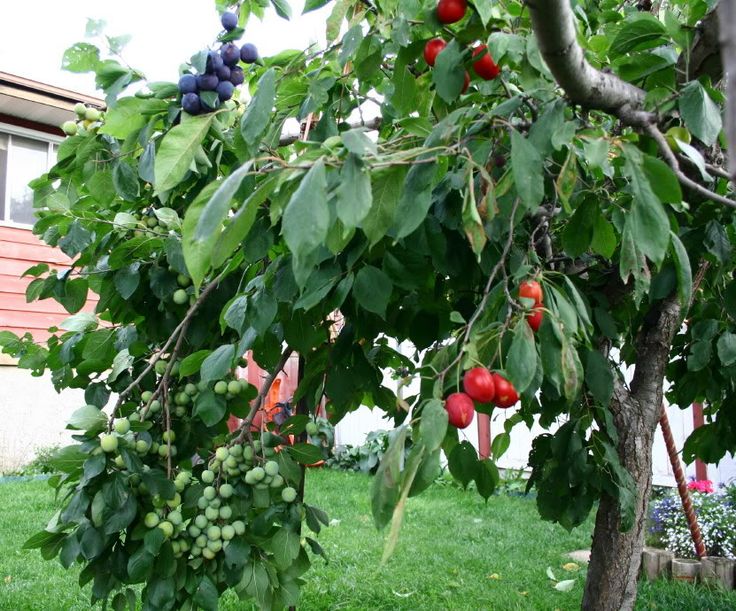 نحوه ی پیوند زدن گیلاس به آلو - فوت و فن های باغبانی
