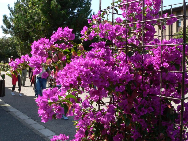 نگهداری از گیاه بالا رونده گل کاغذی