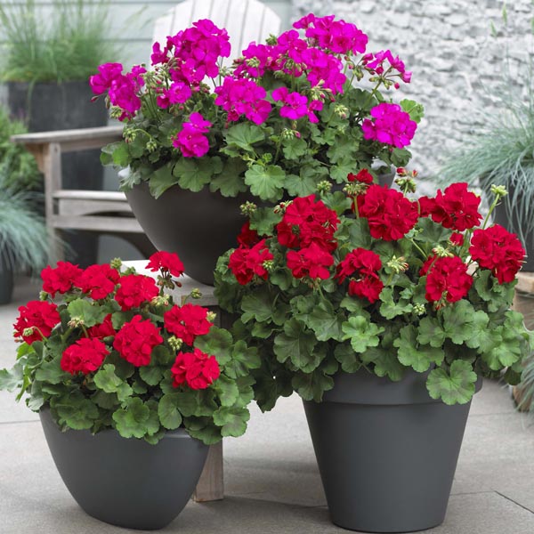 زیباسازی باغچه و فضای سبز با شمعدانی