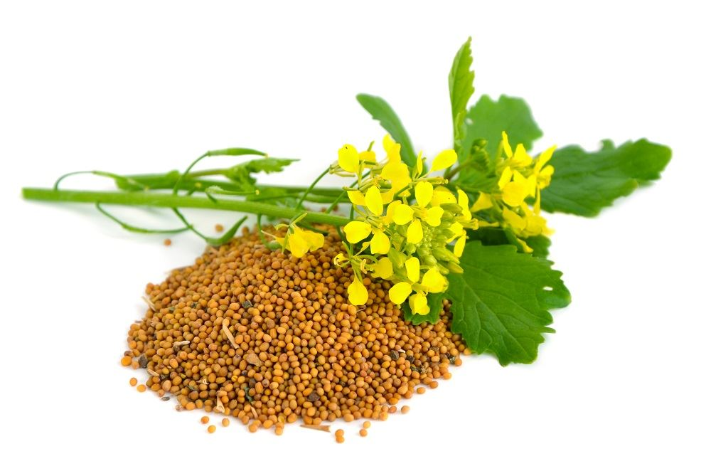 مزیت پرورش خردل در باغ