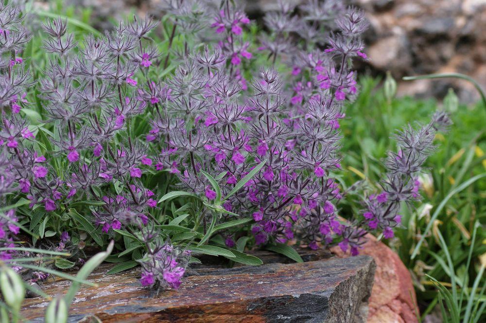 شرایط مناسب پرورش چای کوهی - فوت و فن های باغبانی