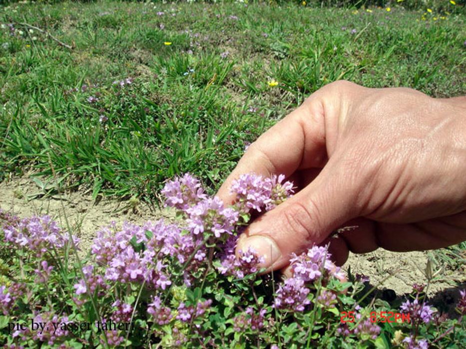 باغچه ای زیبا از گیاهان دارویی