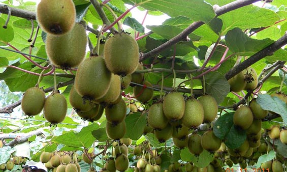 درخت کیوی را در چه مناطقی می توان کاشت ؟