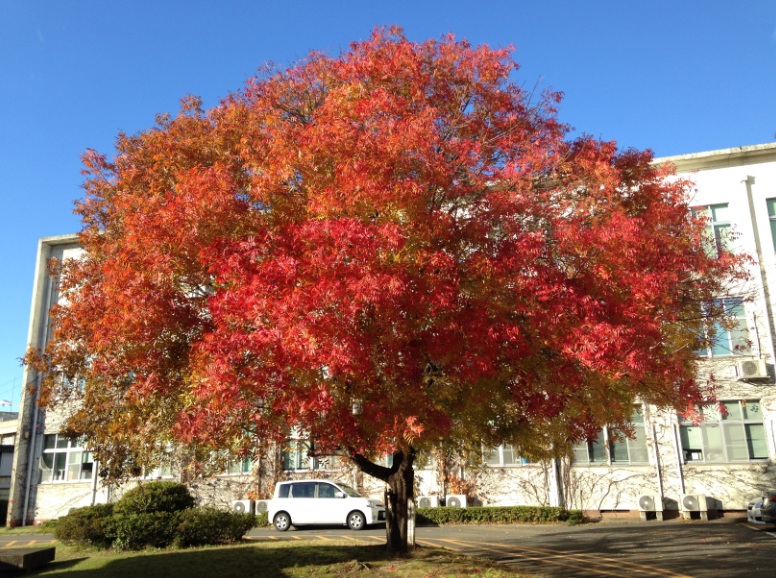 پسته چینی درختی زینتی برای فضای سبز - فوت و فن های باغبانی