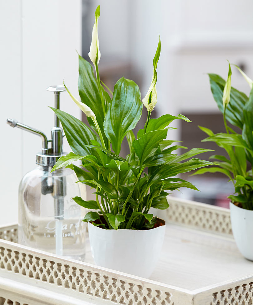اسپاتی فیلوم گیاه گلدار آپارتمانی و تصفیه کننده هوا