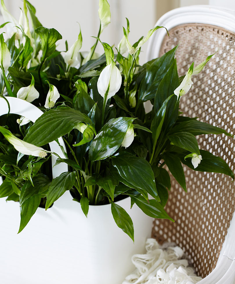اسپاتی فیلوم گیاه گلدار آپارتمانی و تصفیه کننده هوا