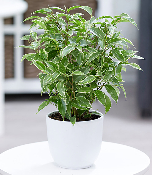 آفات و بیماری های گیاه بنجامین - فوت و فن های باغبانی