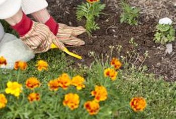 چگونه گل های گلدانی را در فضای باز بکاریم؟