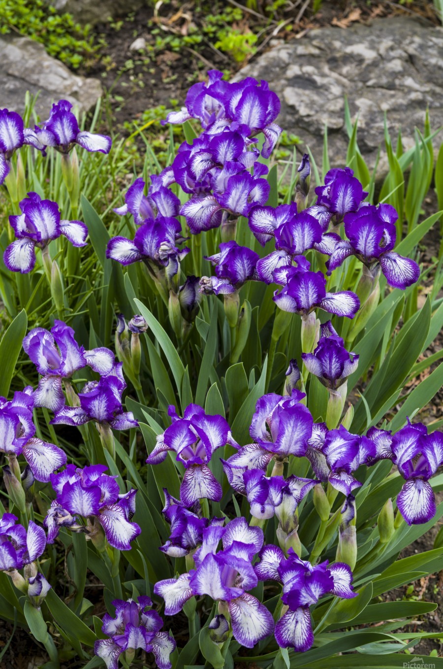 (Iris germanica) زنبق