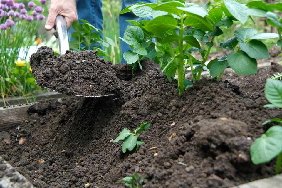 عملیات خاک دهی پایه بوته برای چه گیاهانی لازم است؟