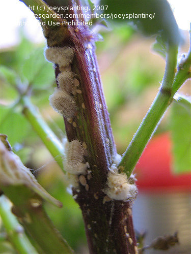 شناخت شپشک آرد آلود در گیاهان آپارتمانی و درختان  - فوت و فن های باغبانی