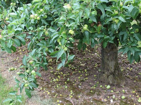 علل ریزش میوه درختان میوه قبل از رسیدن - فوت و فن های باغبانی