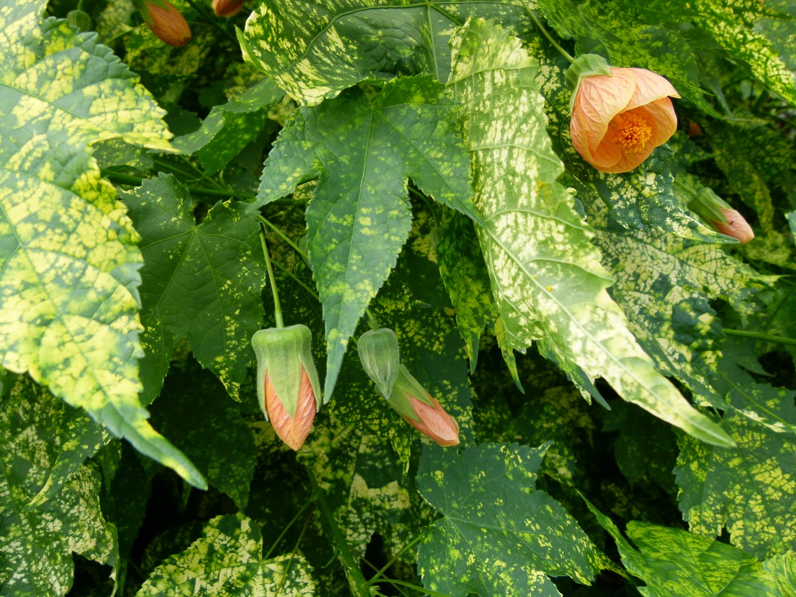 نگهداری از گل ابوتیلون