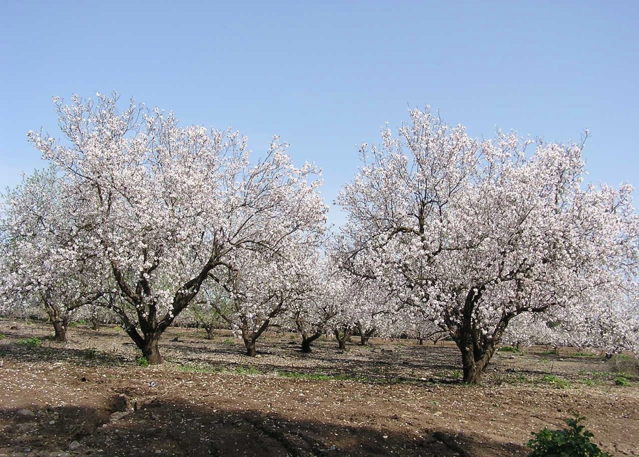 کاشت و پرورش درخت بادام