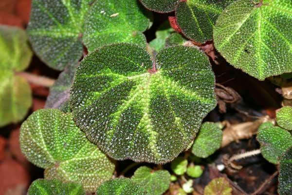 چگونه از بگونیا مخملی نگهداری کنیم ؟