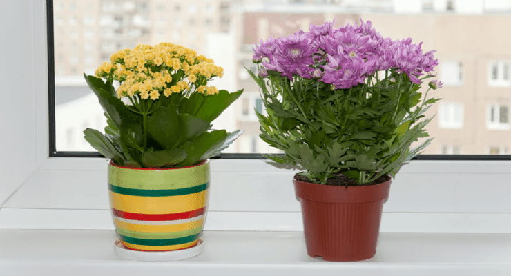 چند روش برای گل دهی بهتر گیاهان گلدار