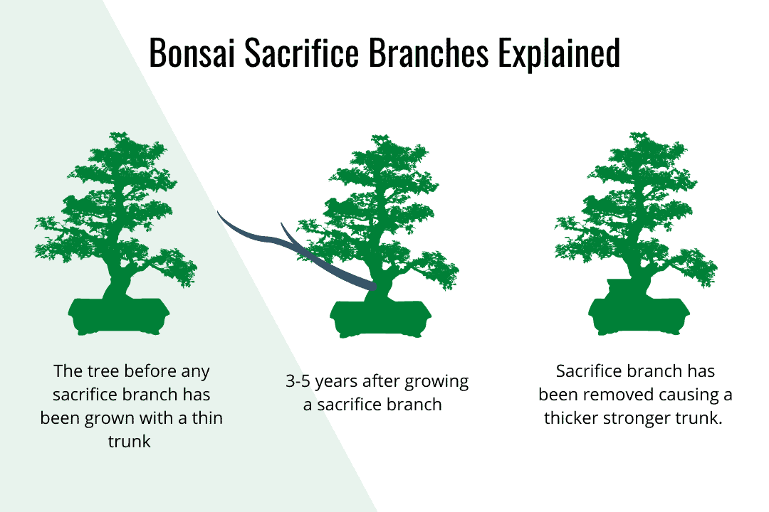 نقش شاخه های ساکروفایس