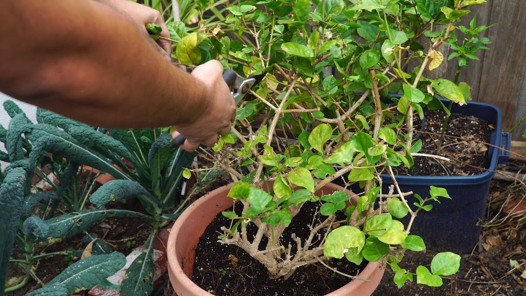 بهترین زمان برای هرس یاس رازقی - فوت و فن های باغبانی