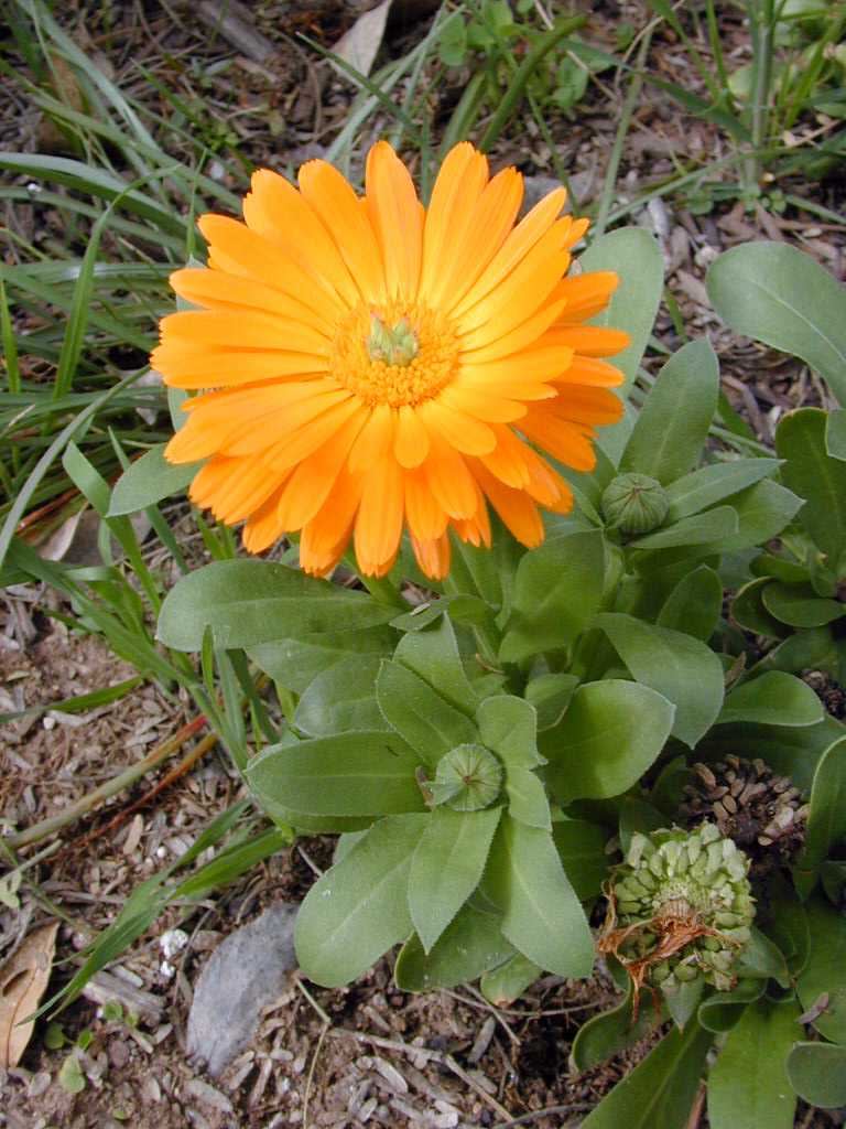 باغچه ای زیبا از گیاهان دارویی