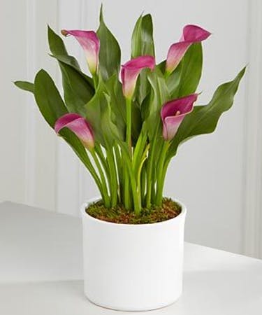 نحوه ی تکثیر گل شیپوری - فوت و فن های باغبانی