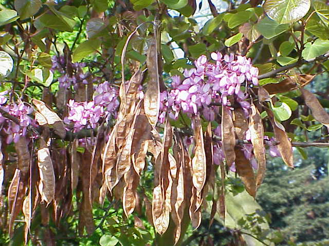 نگهداری از درخت ارغوان