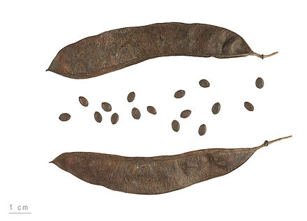 نگهداری از درخت ارغوان