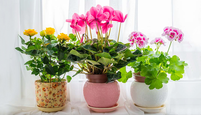 معرفی گیاهان گلدار رنگی برای فضای داخلی - فوت و فن های باغبانی