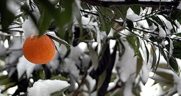 روش ها ی محافظتی کوتاه مدت  در جلوگیری از سرما زدگی باغات