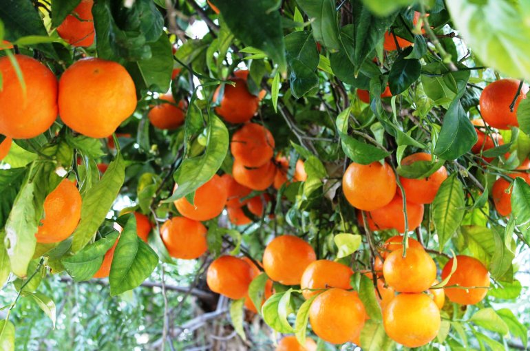 زمان میوه دادن پرتقال
