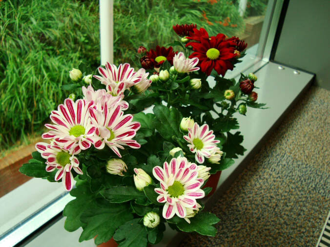 کاشت بذر گل داوودی