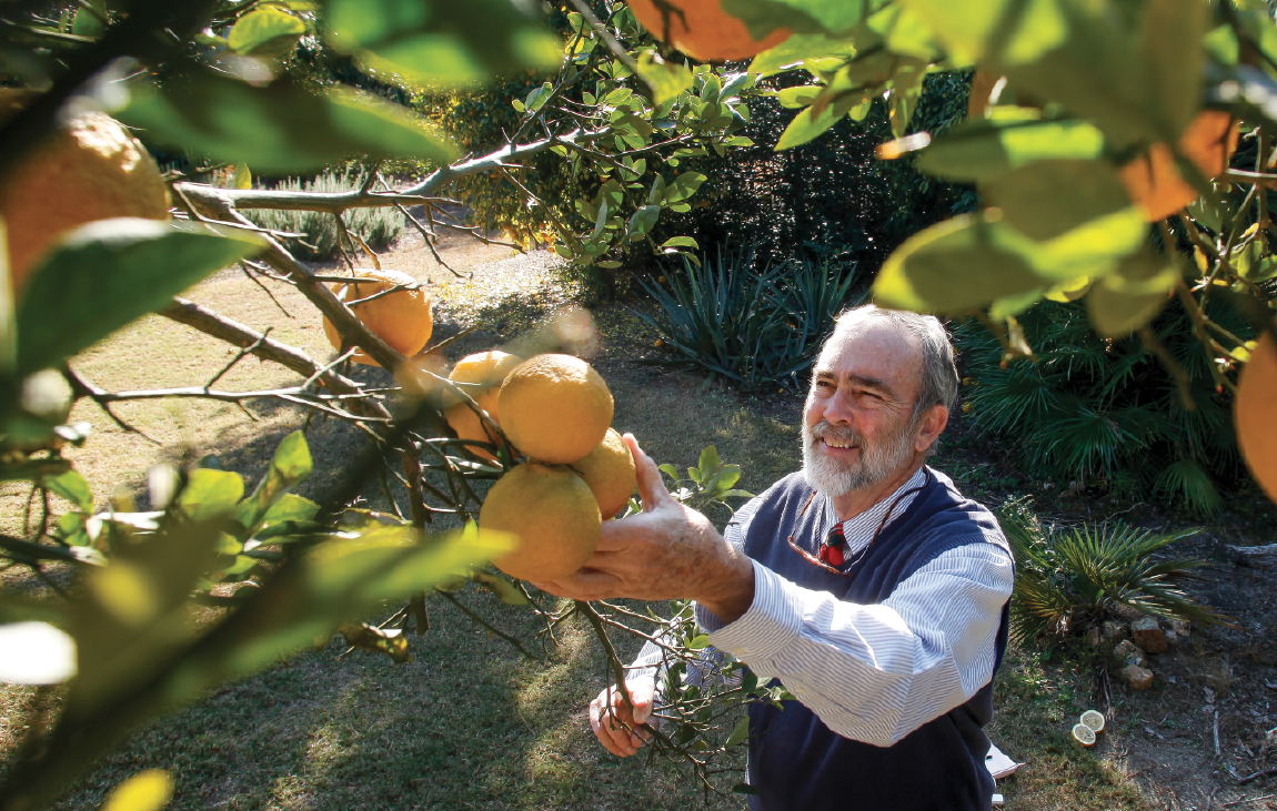 هرس مرکبات و تنک کردن میوه در فصل بهار