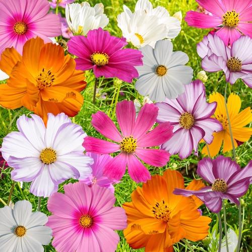 کاشت گل فصلی آستر
