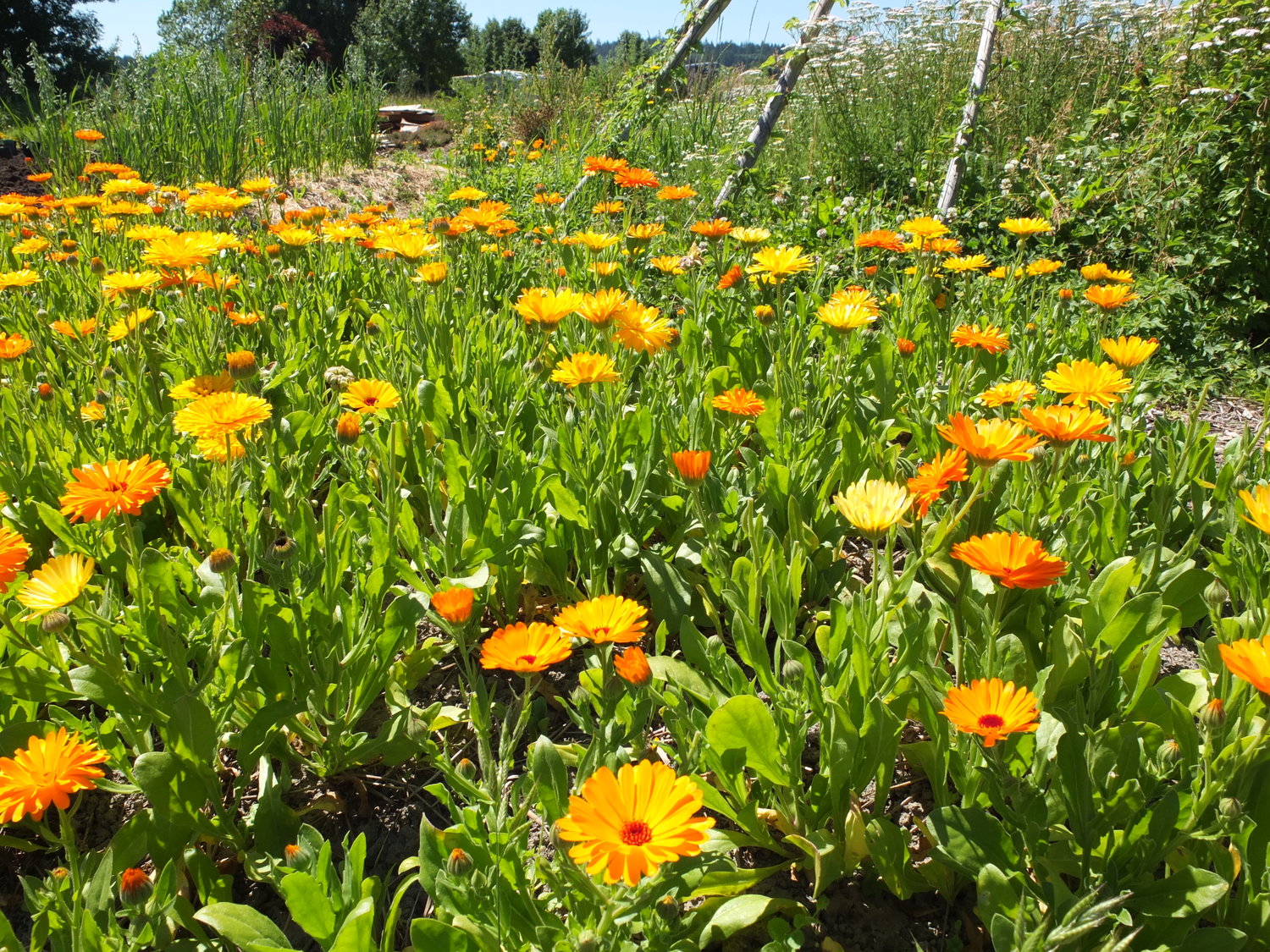 کاشت بذر گل همیشه بهار در اسفند - فوت و فن های باغبانی