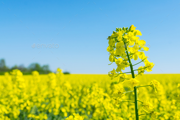 فواید کاشت گیاه کلزا