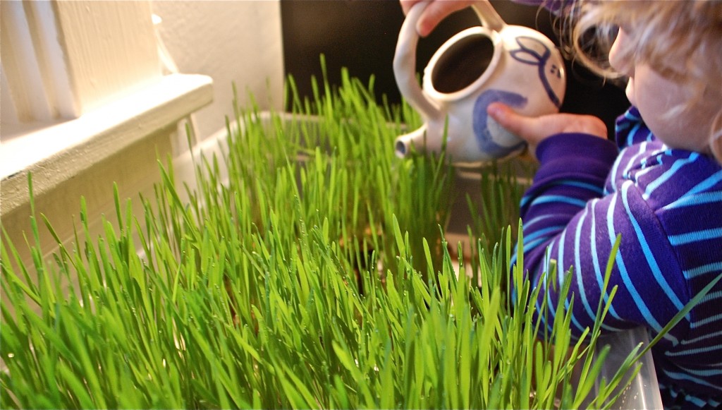 نحوه ی کاشت گندم در فلاور باکس یا باغچه - فوت و فن های باغبانی