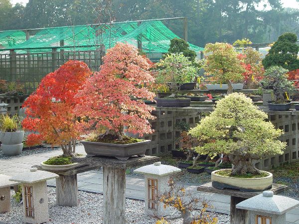 نکات کلیدی در نگهداری از گیاهان بن سای فضای باز - فوت و فن های باغبانی