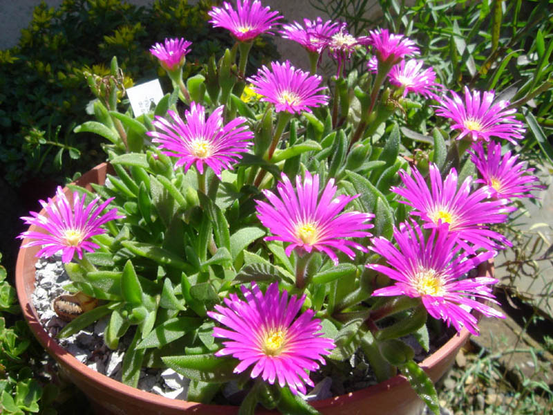 نگهداری از گل ناز رونده