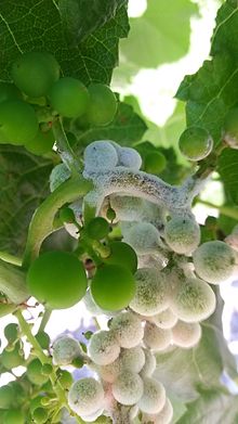 آشنایی با ییماری سفیدک کرکی انگور