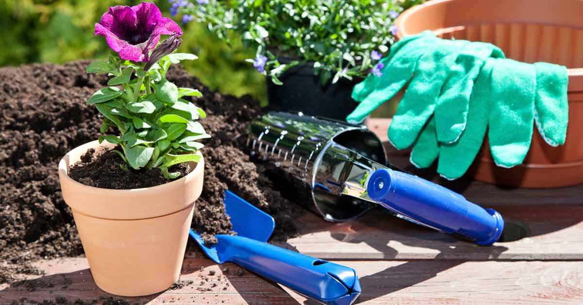 تاثیر ورمی کمپوست بر سرعت رشد گیاه - فوت و فن های باغبانی