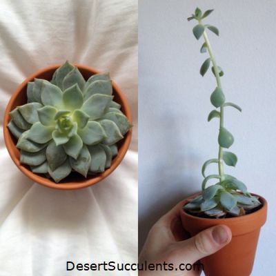 ساکولنت ها به چه میزان نور نیاز دارند؟