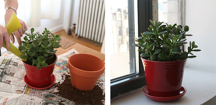 اردیبهشت بهترین زمان برای تعویض گلدان