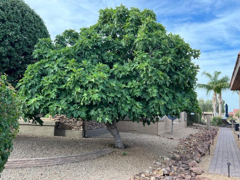 آیا ریشه درخت انجیر باعث آسیب می شود ؟ - فوت و فن های باغبانی