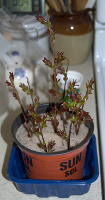 نگهداری از گیاه برگ بو به صورت گلدانی